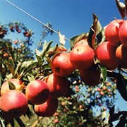 Яблоня плодовая фотография