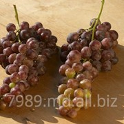 Сорта винограда на продажу в Молдове фотография