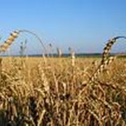 Зерно, сельхозпроизводство зерновых фотография