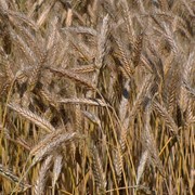 Фуражная пшеница, пшеница тритикале фото
