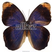 Заказ бабочек в Казахстане фотография
