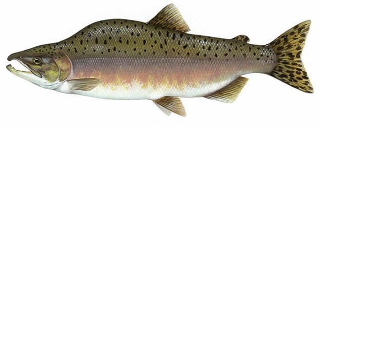 Гулливер из семейства лососевых. Фоновая картинка рыбы горбуши.