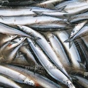 Рыба Сайра тихоокеанская, средняя 110-120 грамм фото