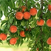 Саженцы персика. Сорт ранний Киевкий