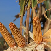 Насіння кукурудзи КВС-Україна КОМАНДОС*, міш