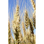 Пшеница озимаяЛ итановка