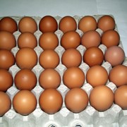 Яйцо С0 фото