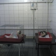 Ветеринарная помощь, отделение реабилитации и профилактики г.Харьков фото