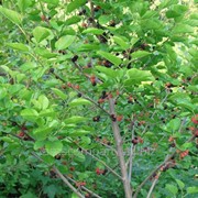 Шелковица Morus latifolia Spirata A 80 – 100