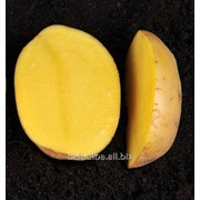 Гала Элита картофель семенной фотография