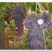 Саженцы столового винограда без косточек фотография