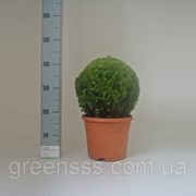 Самшит вечнозеленый -- Buxus sempervirens фото