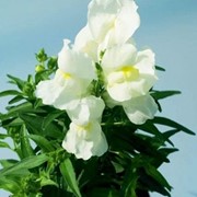 Семена цветов Антирринума Снэппи F1 100 шт. белый фотография