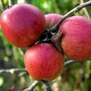 Яблоки оптом купить Украина