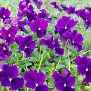 Viola cornuta 'Hansa' Фіалка рогата,P9