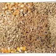 Зерновые культуры. Постоянно продаем кукурузу, пшеницу, сою