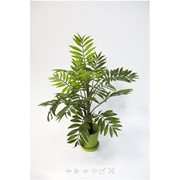 Декоративное растение Хамедорея фото
