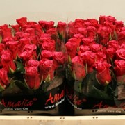 Голландская роза Amalia 70 см. фото