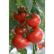 Семена томатов детерминантных. фотография