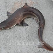 Катран - акула черноморская. фотография