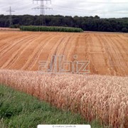 Пшеница луговая фотография