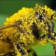 Пыльца пчелиная оптом фото