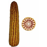 Гібрид кукурудзи Кий 250 СВ фотография