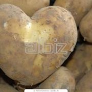 Картофель универсальный фото