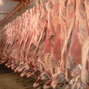 Мясо говяжье полутуши охлажденное (Польша) фотография