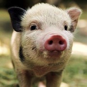Свиньи вьетнамские фото
