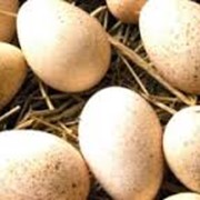 Инкубационное яйцо (гуси) фото