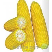 Семена кукурузы суперсладкой Свит Парадайз F1 фотография