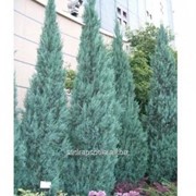 Можжевельник Juniperus scopulorum Blue Heaven фото