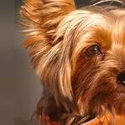 Тримминг собак фото