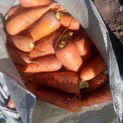Морковь  фотография