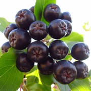 Черноплодная рябина (черноплодка, арония) фото