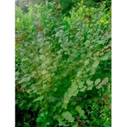 Саженцы Фундука Пурпуролистного 1.6м фото