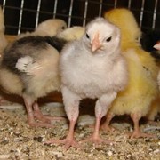 Цыплята подрощенные, суточные, суточные цыплята бройлера, подрощенные цыплята бройлера фото