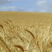 Озима пшениця Хист Р 2 фото