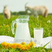 Козье молоко НЕ пастеризованное фото