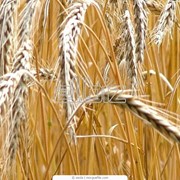 Пшеница 4 категории фото