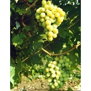 Сорт столового винограда Кеша, белый, урожай 2015 фото