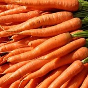 Морковь свежая, сорт Канада,Каскад, Нерак, Абликсо фото