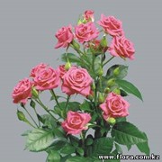 Роза кустарниковая Lovely_Lydia фото