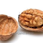 Скорлупа грецкого ореха (shell walnut) фотография