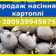 Продам насіннєву картоплю оптом від 5 тонн
