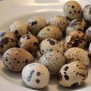 Яйца перепелиные инкубационные, продукты питания диетические фотография