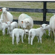 Разведение овец