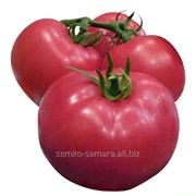 Семена томатов Алези F1