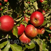 Яблоки на экспорт Молдова фото